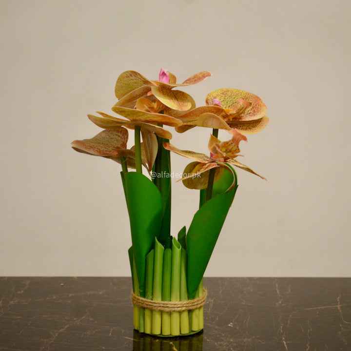 Elegant Brown Orchids Bliss